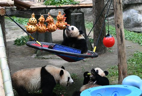 重慶市動物園在哪裏：探索一座城市與自然的融合之處